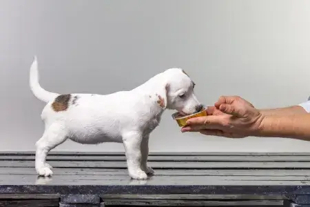 Cachorro pode comer manga picada
