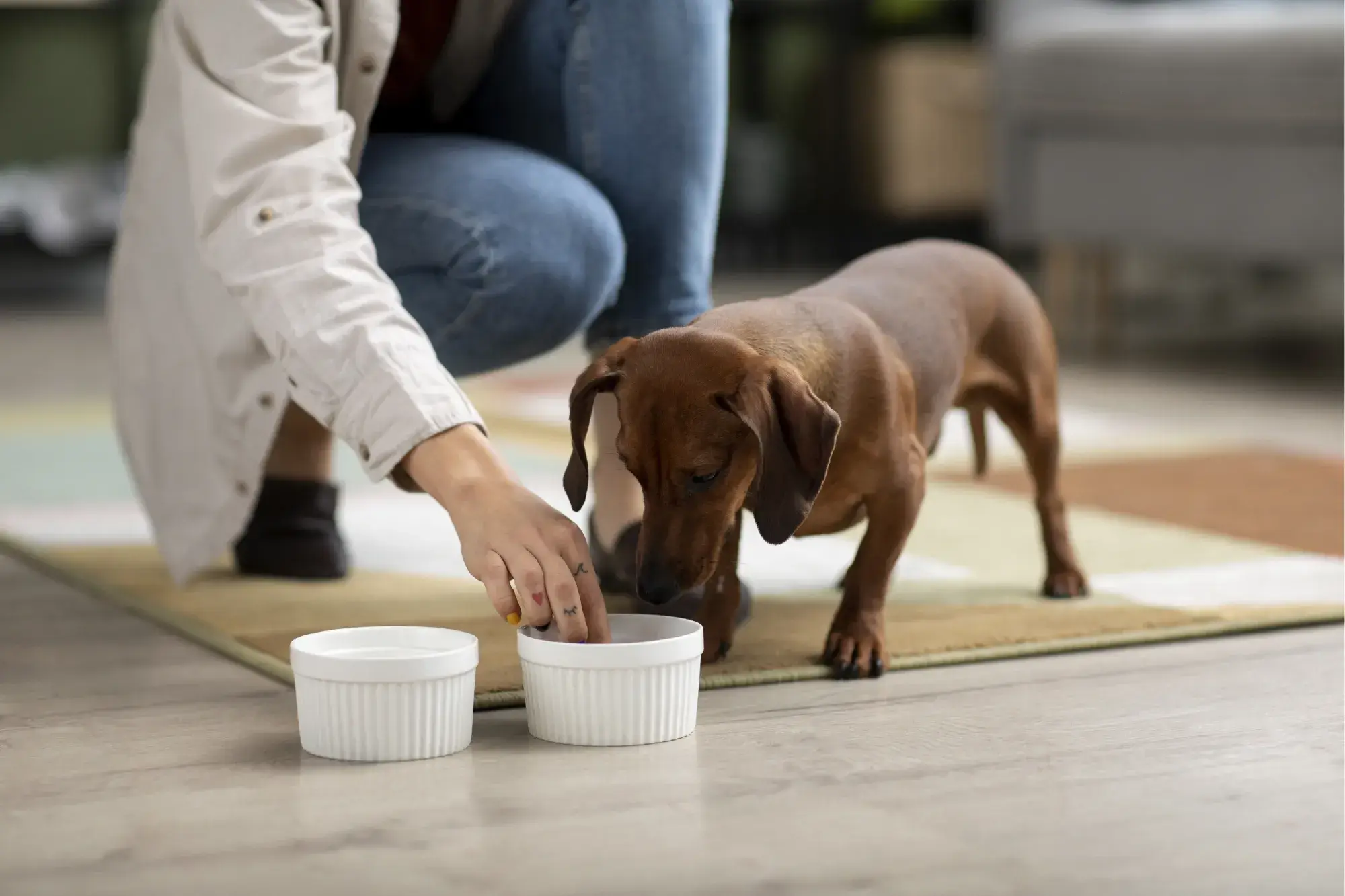 Cachorro pode comer manga