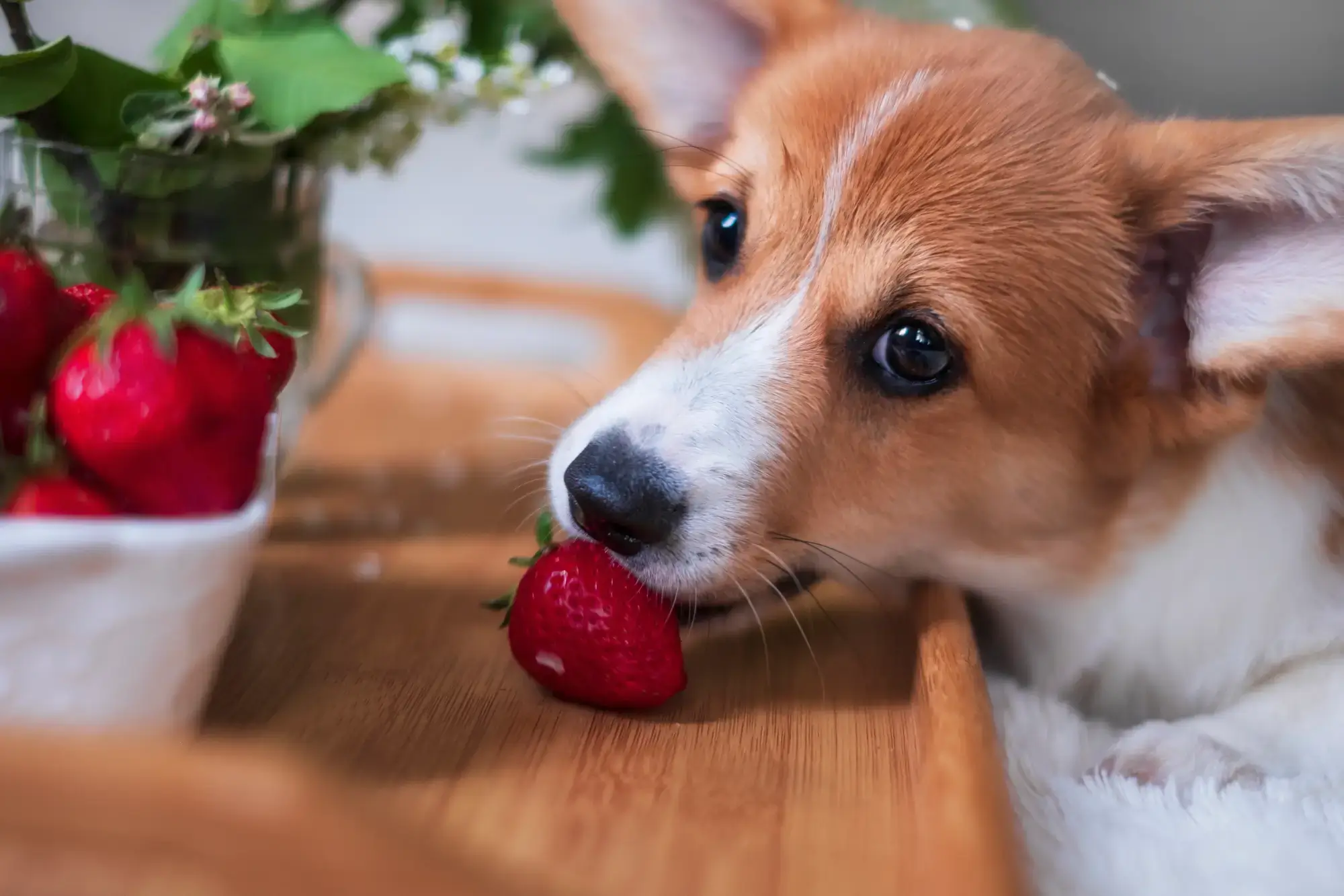 Cachorro pode comer morango