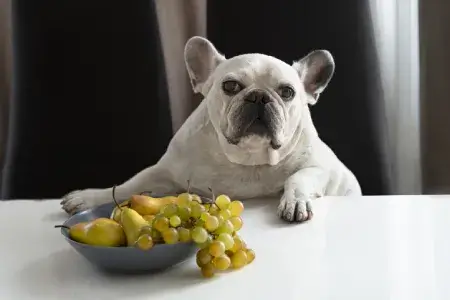 Cachorro pode comer uva ou não?