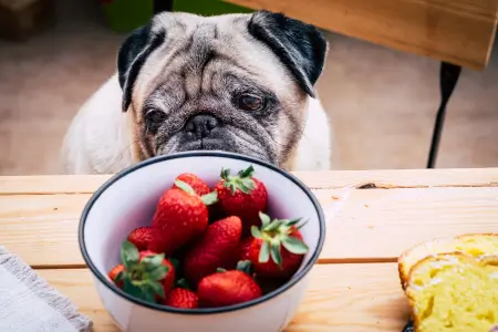 Como cachorro pode comer morango
