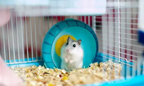 Como cuidar de um hamster e forrar a gaiola dele