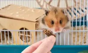 Hamster comendo