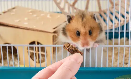 Hamster comendo