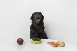 Cachorro comendo alimentos naturais