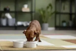 Cachorro comendo iogurte