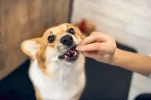 Cachorro comendo petisco