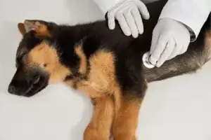 Cachorro com inchaço abdominal