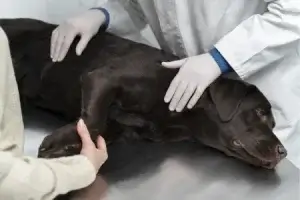 Cachorro inchado no médico