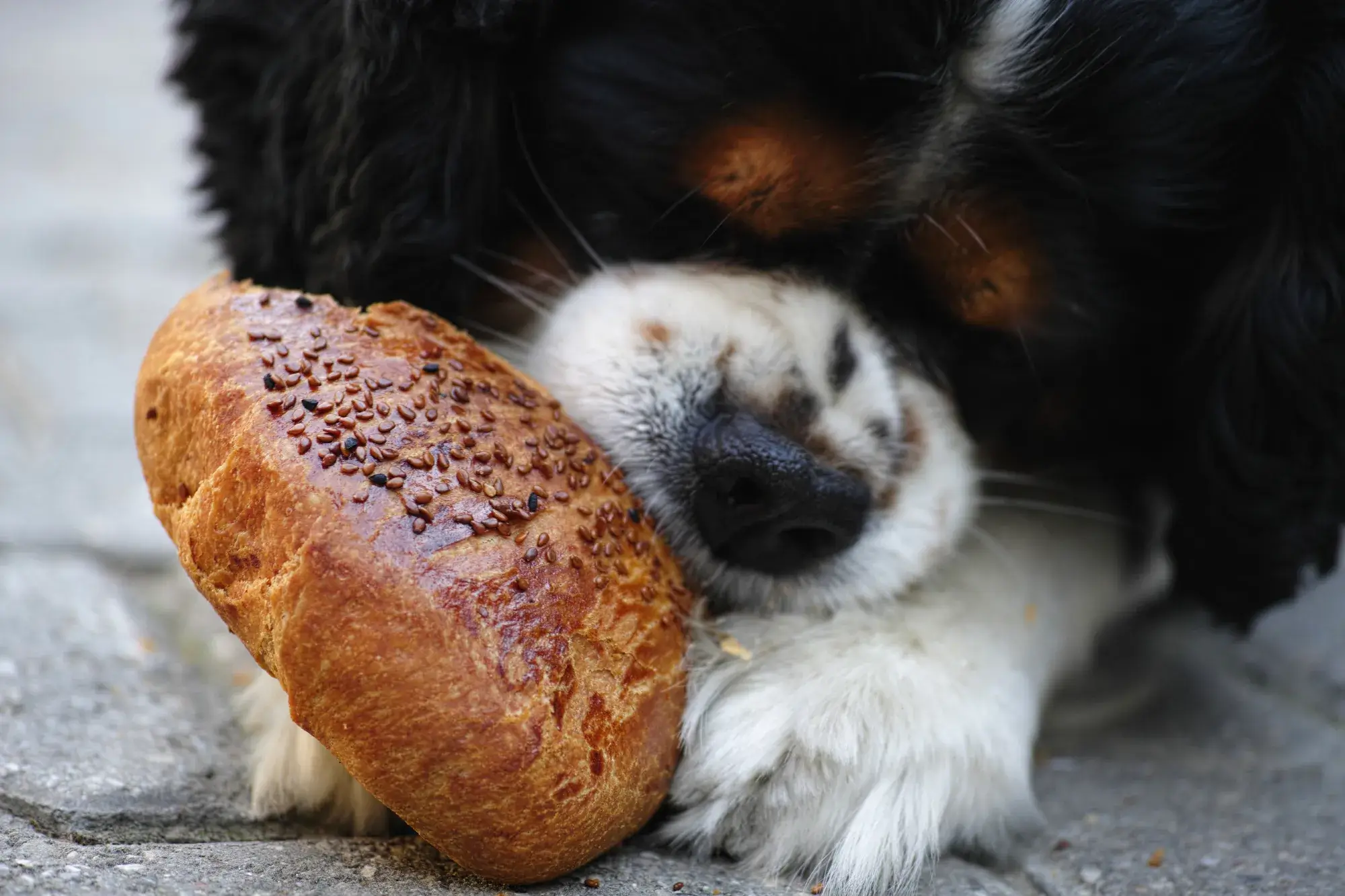 Cachorro pode comer pão?