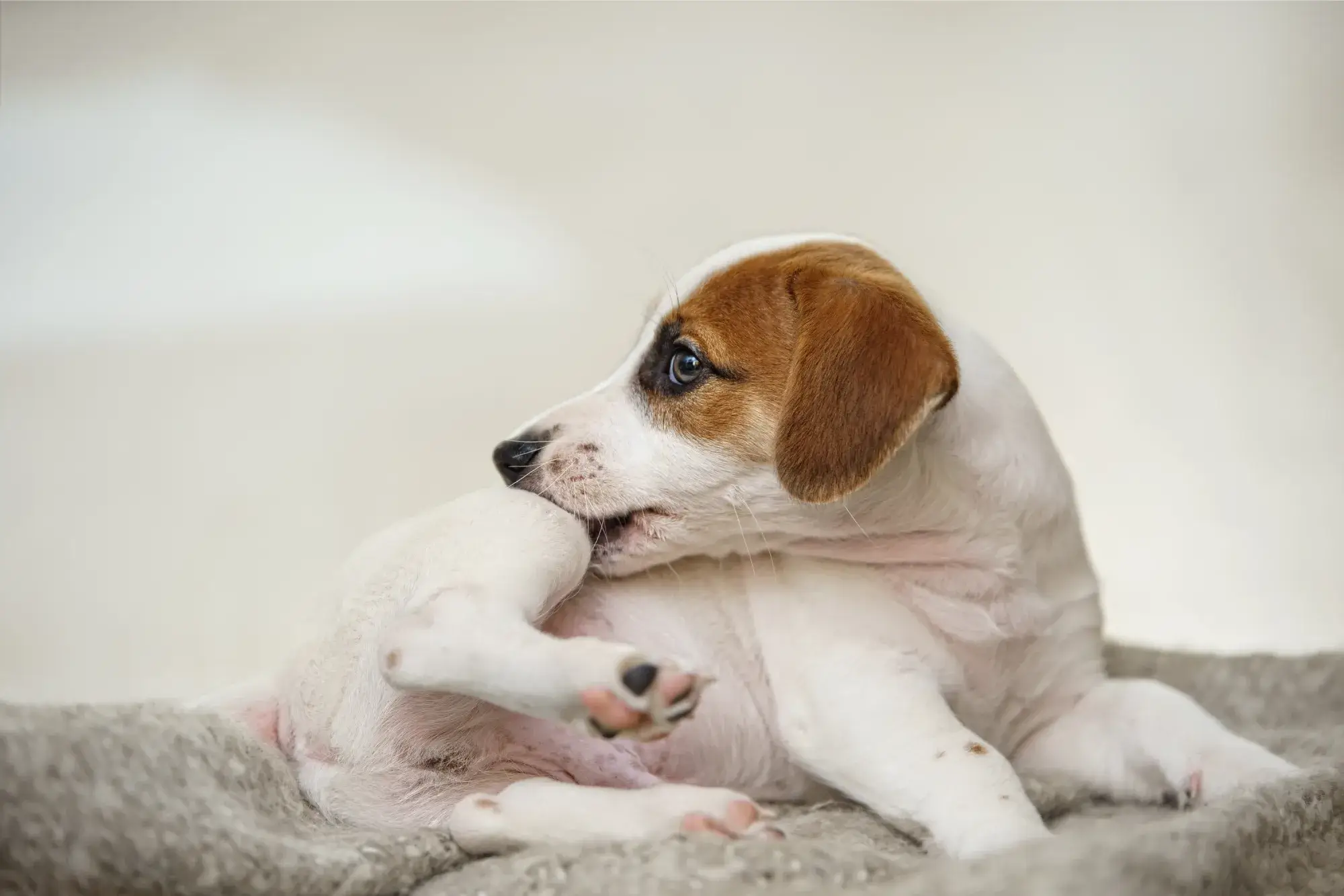 Cachorro se coçando muito