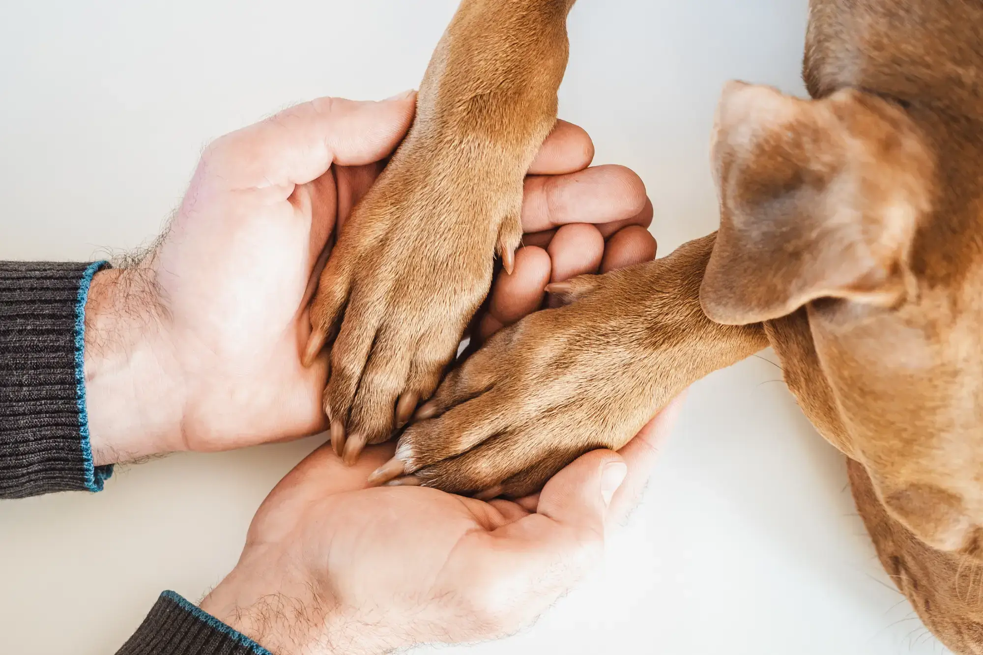 Adoção de cachorro