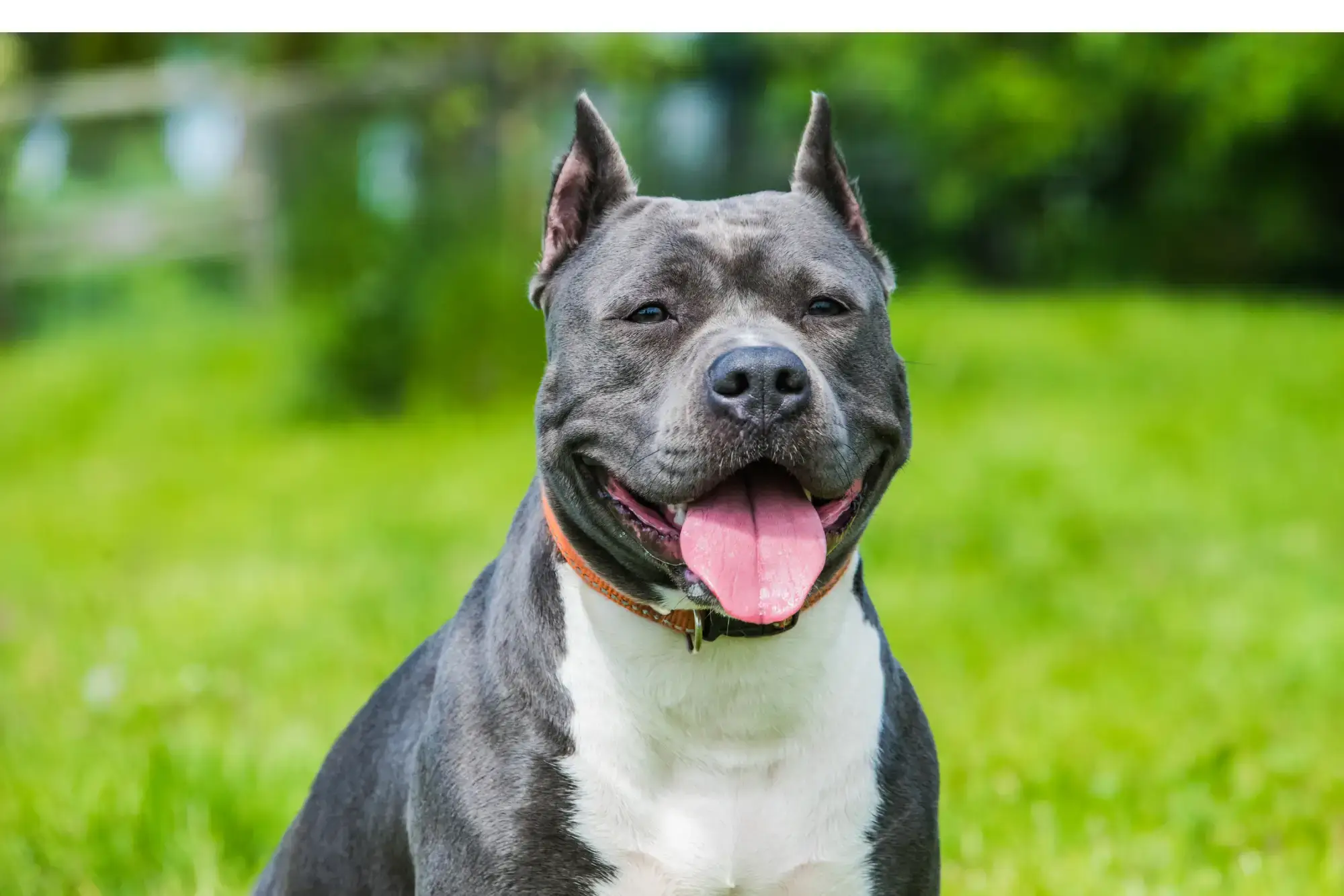 American Staffordshire Terrier