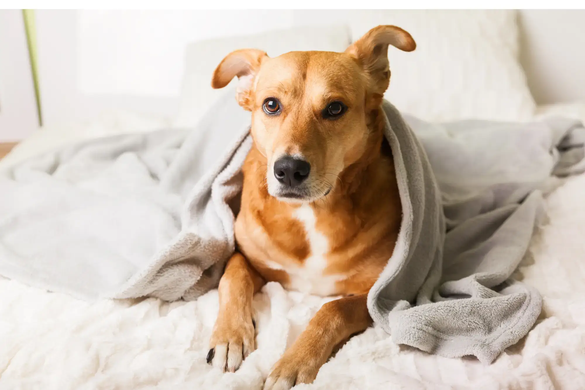 Ar-condicionado faz mal para cachorro