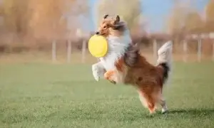 Brincadeiras para cachorros