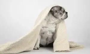Cachorro com coberta no ar-condicionado
