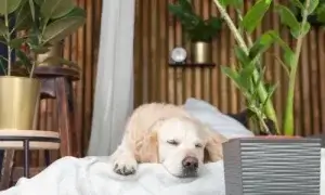 Cachorro dormindo no ar-condicionado