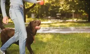 Jogos cachorros