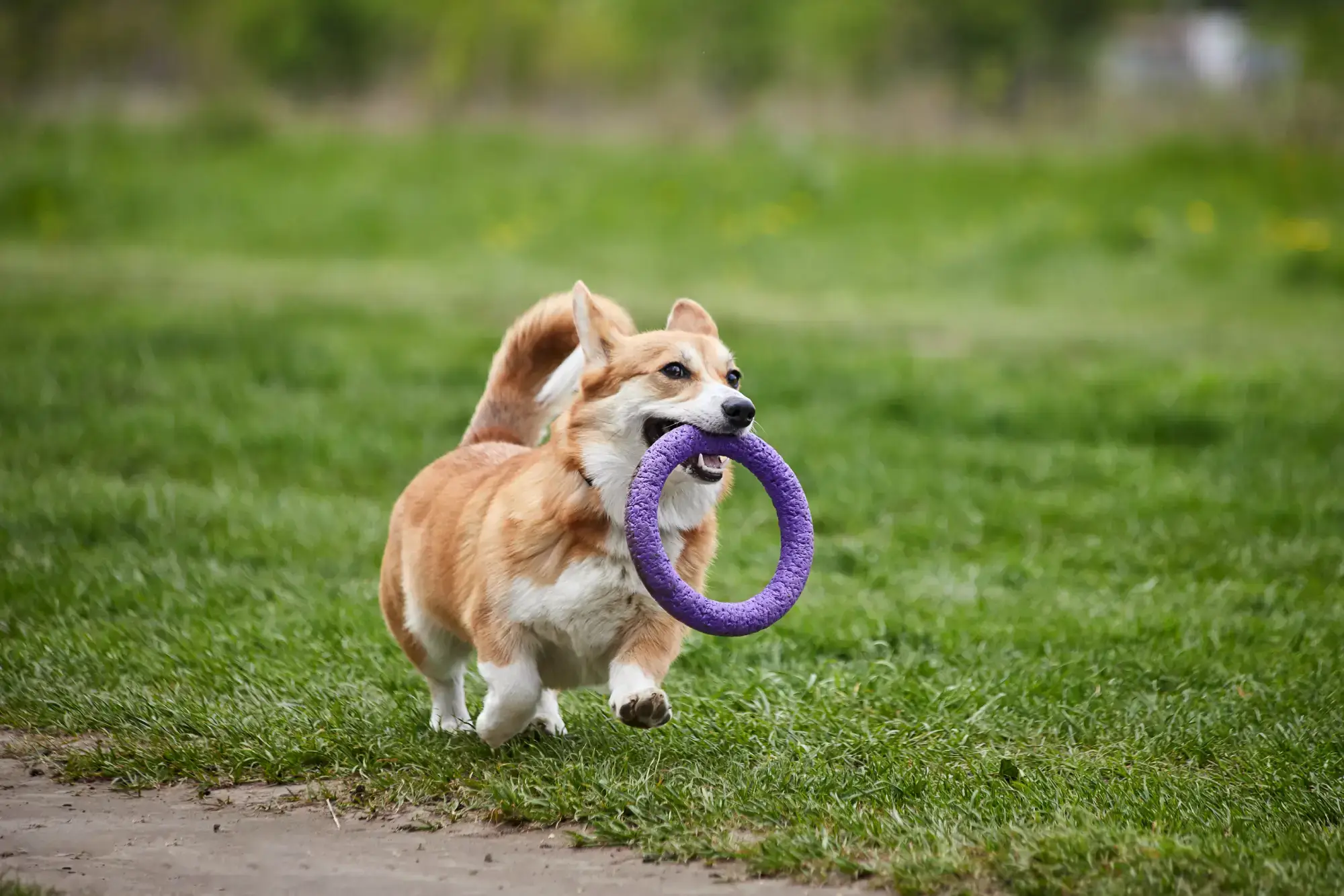 Jogos para cachorros