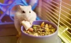 Melhor ração para hamster