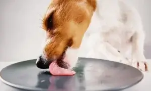 Cachorro comendo