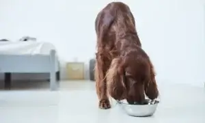 Cachorro comendo cará