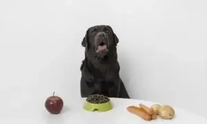 Cachorro comendo maça