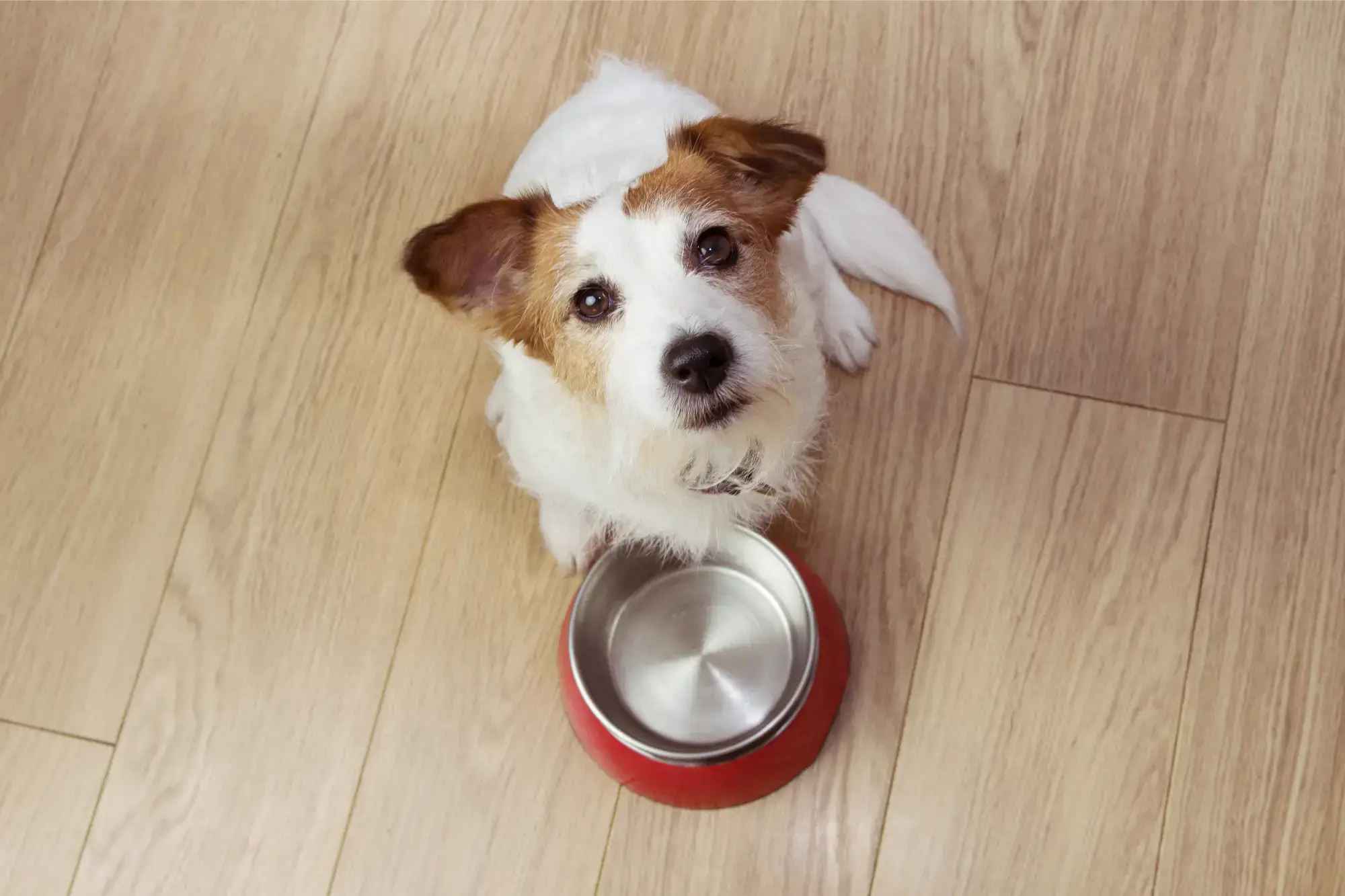 Cachorro pode comer cará