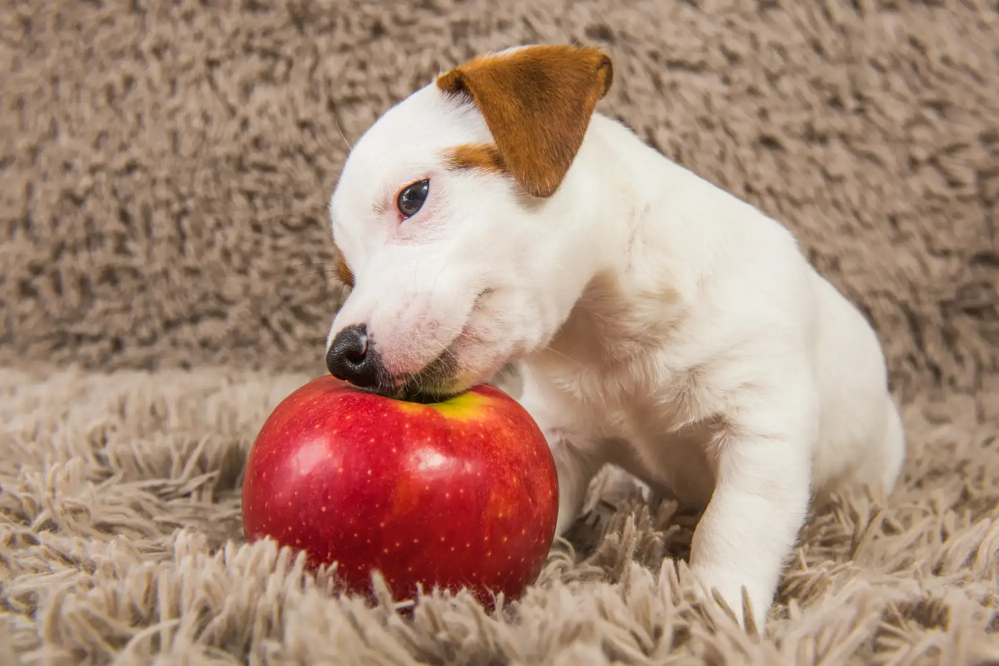 Cachorro pode comer maça