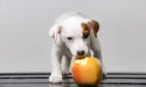 Cão comendo maçã