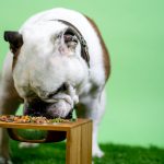 A importância da nutrição para o seu cão