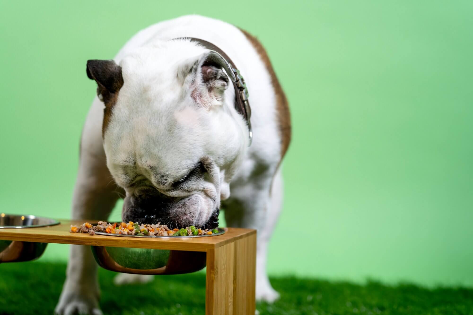 Nutrição para o seu cão