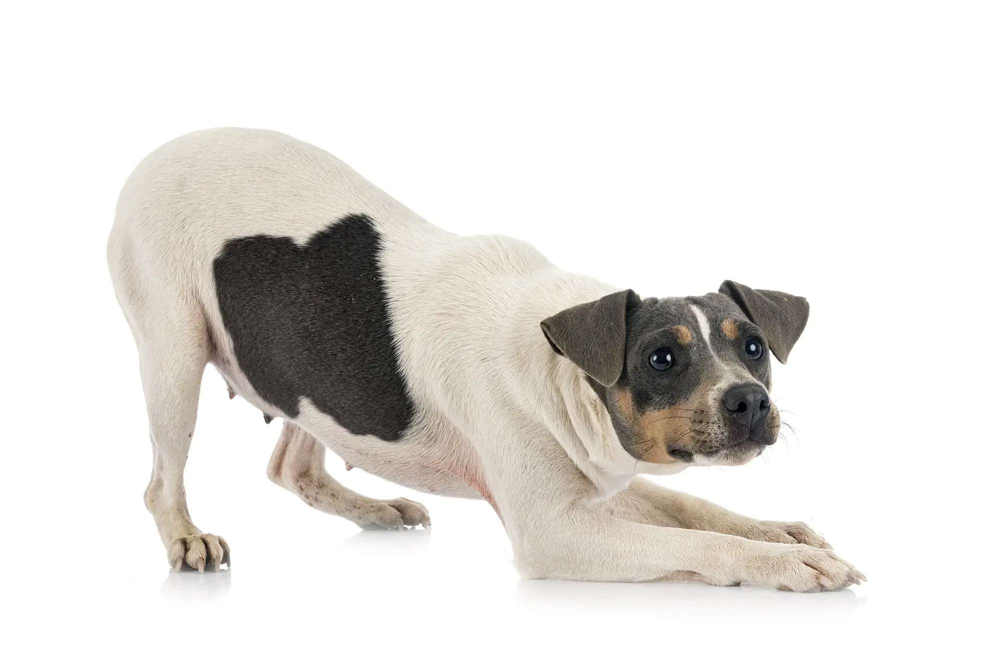 Cachorro da raça Fox paulistinha.