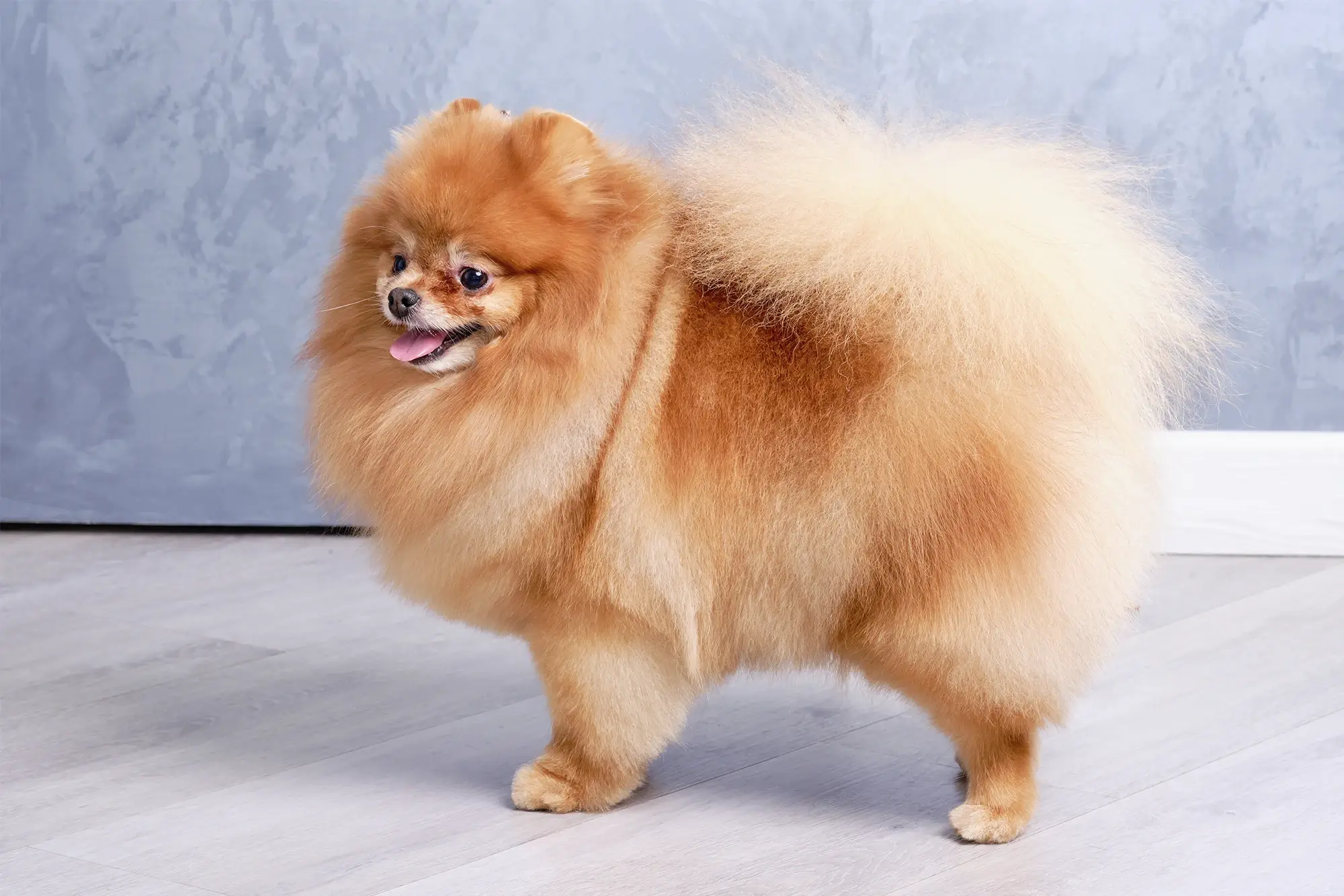 Cachorro da raça Lulu da Pomerânia.